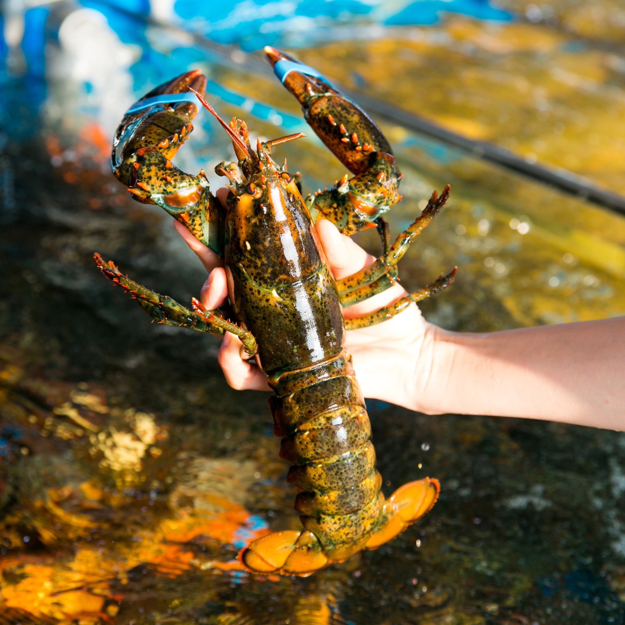 tôm hùm canada chix sống nhập khẩu tại vifood