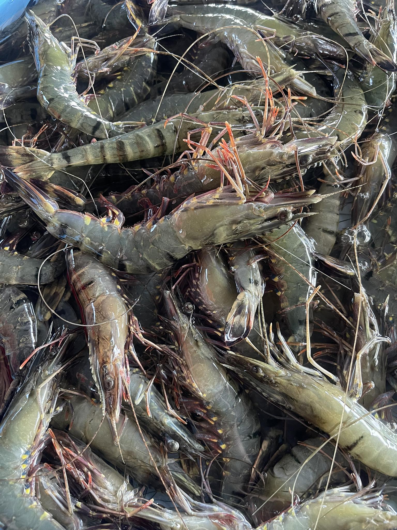 tôm sú sống nuôi an toàn size 50-60 con kg tại vifood