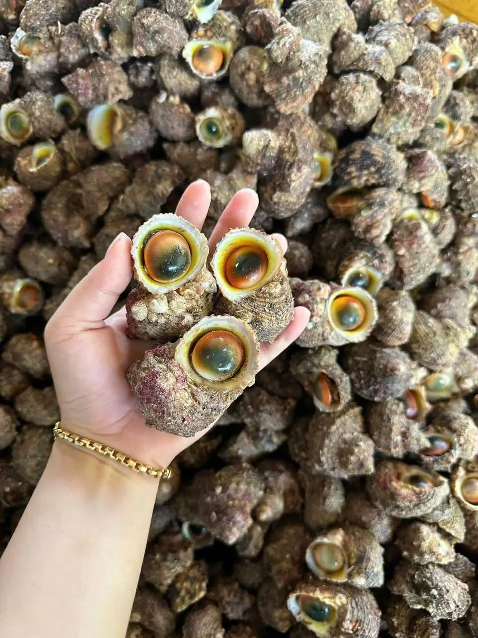 ốc mặt trăng sống thiên nhiên size 20-30 con kg vifood