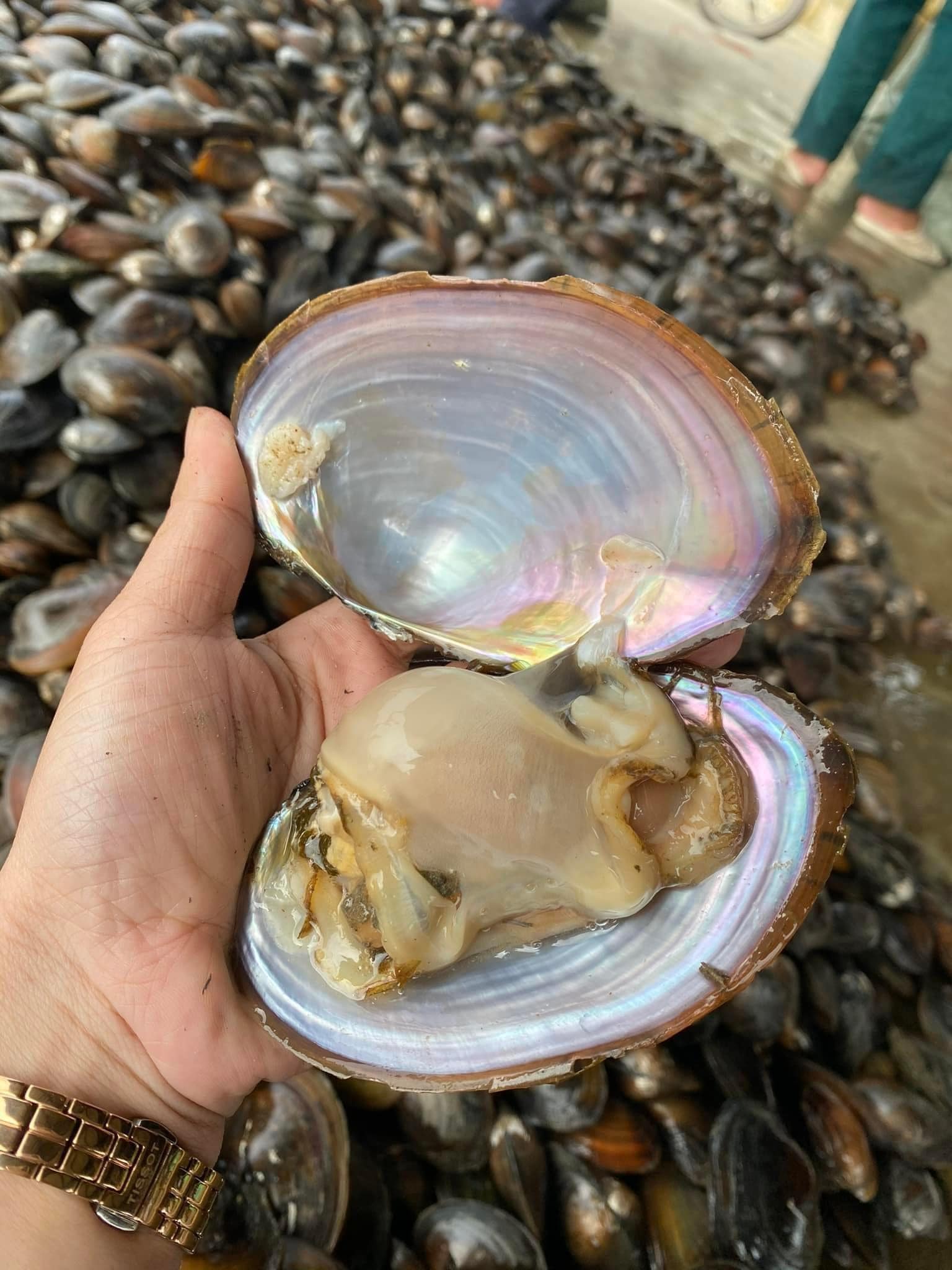 trai sông sống vừa đánh bắt size 7-10 con kg vifood