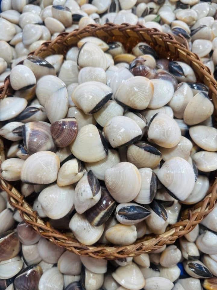 nghêu biển thiên nhiên sống size 20-30 con kg vifood