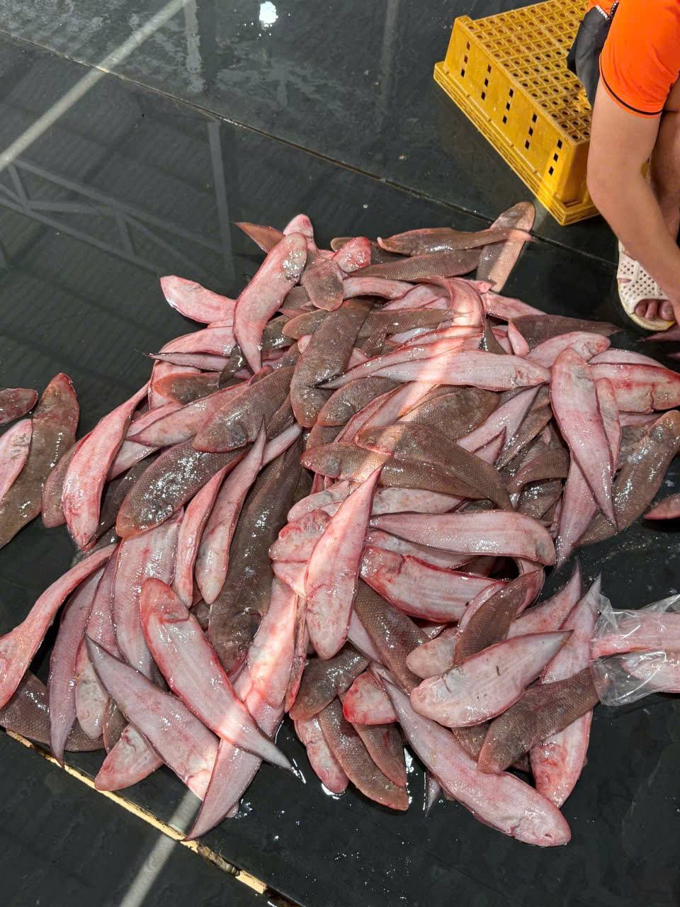 cá lưỡi trâu tươi 7-8 con kg giá sỉ vifood