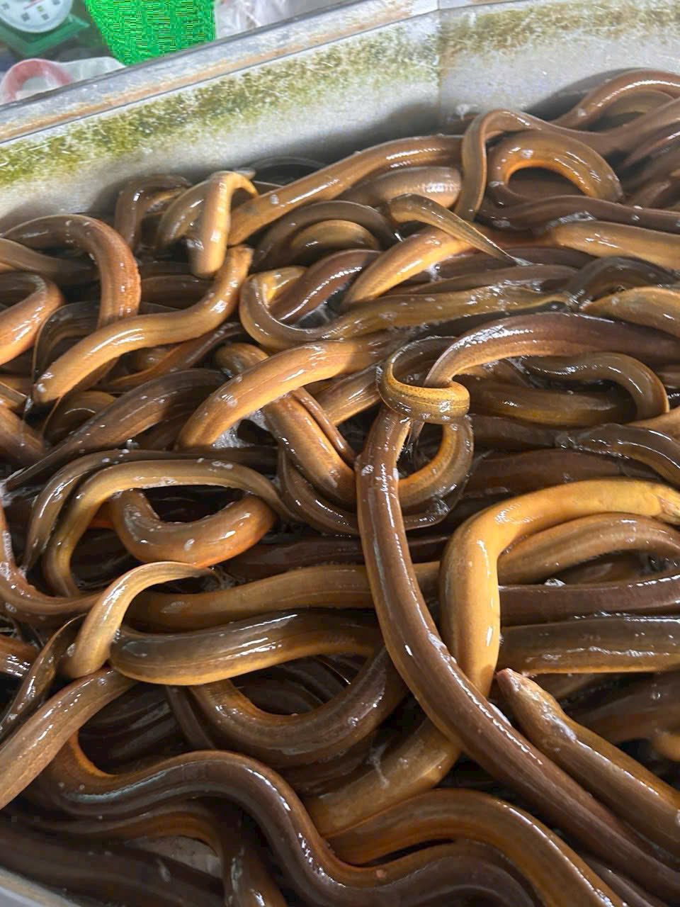 lươn sống vietgap 300-500gr giá sỉ vifood