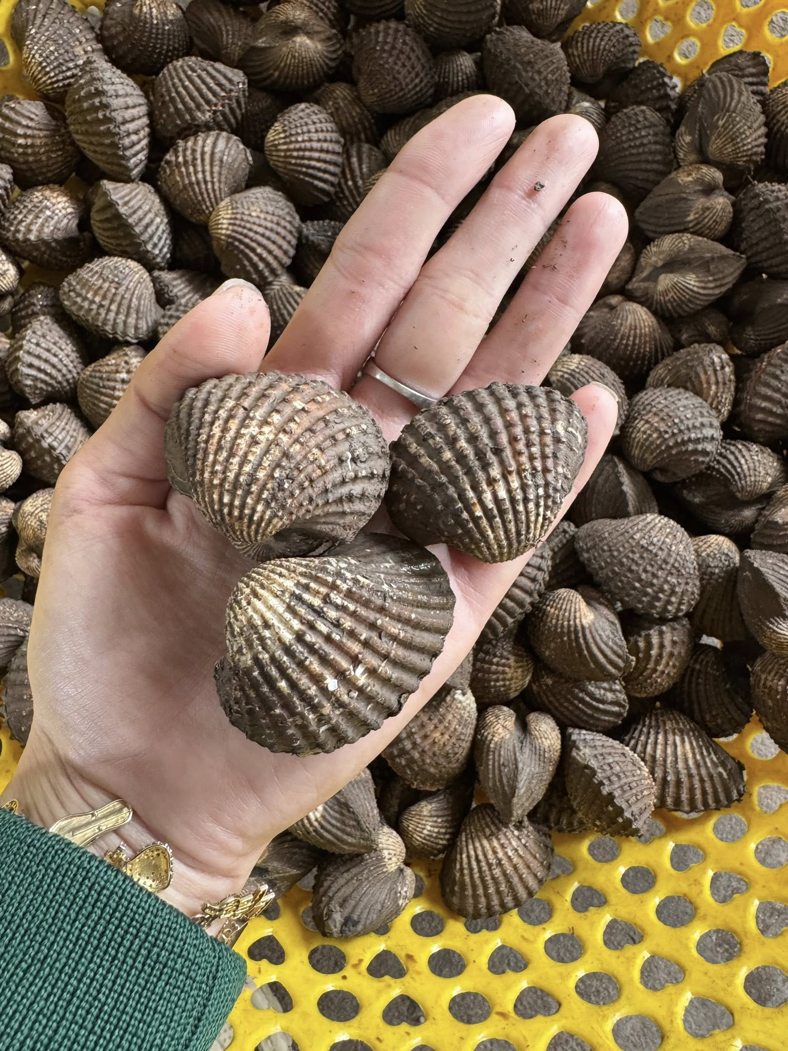 sò huyết sống thiên nhiên 20-30 con kg giá sỉ vifood