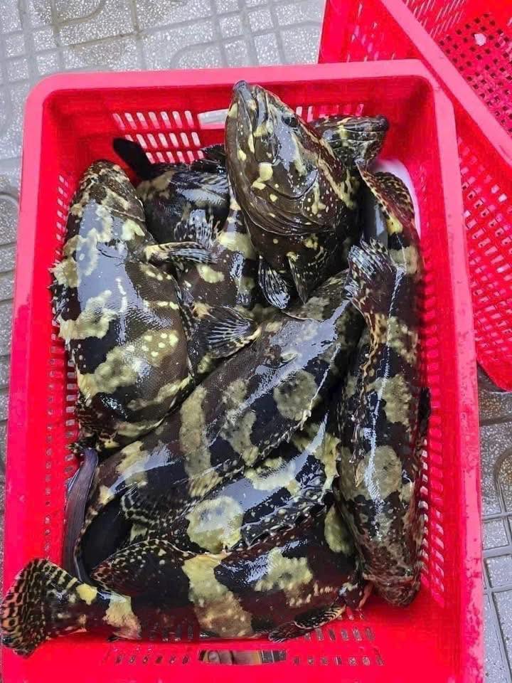 cá mú bông mú đen loại 1 đã làm sạch giá sỉ vifood