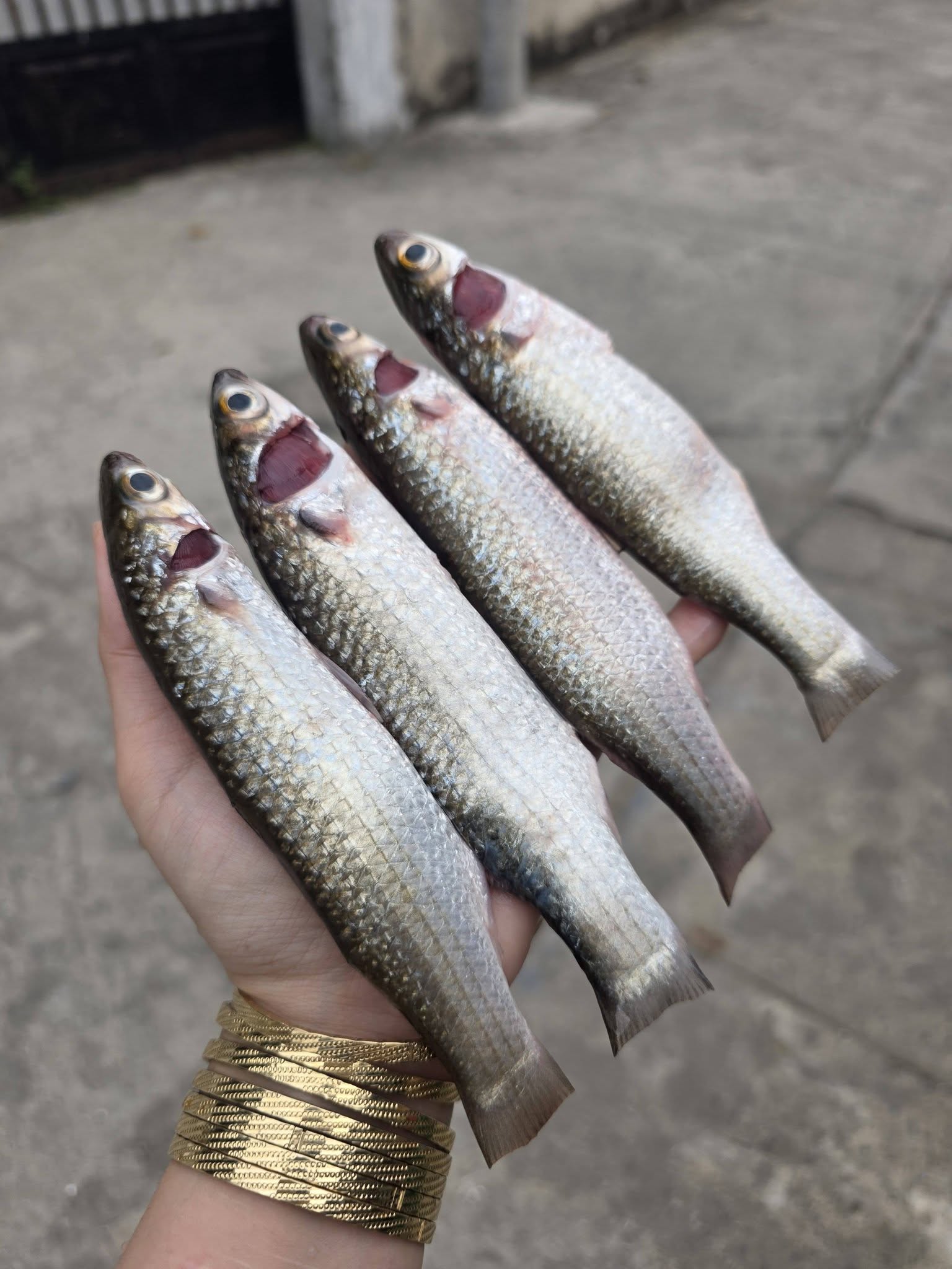 cá đối đã làm sạch tươi ngon size 0.8-1kg giá sỉ vifood