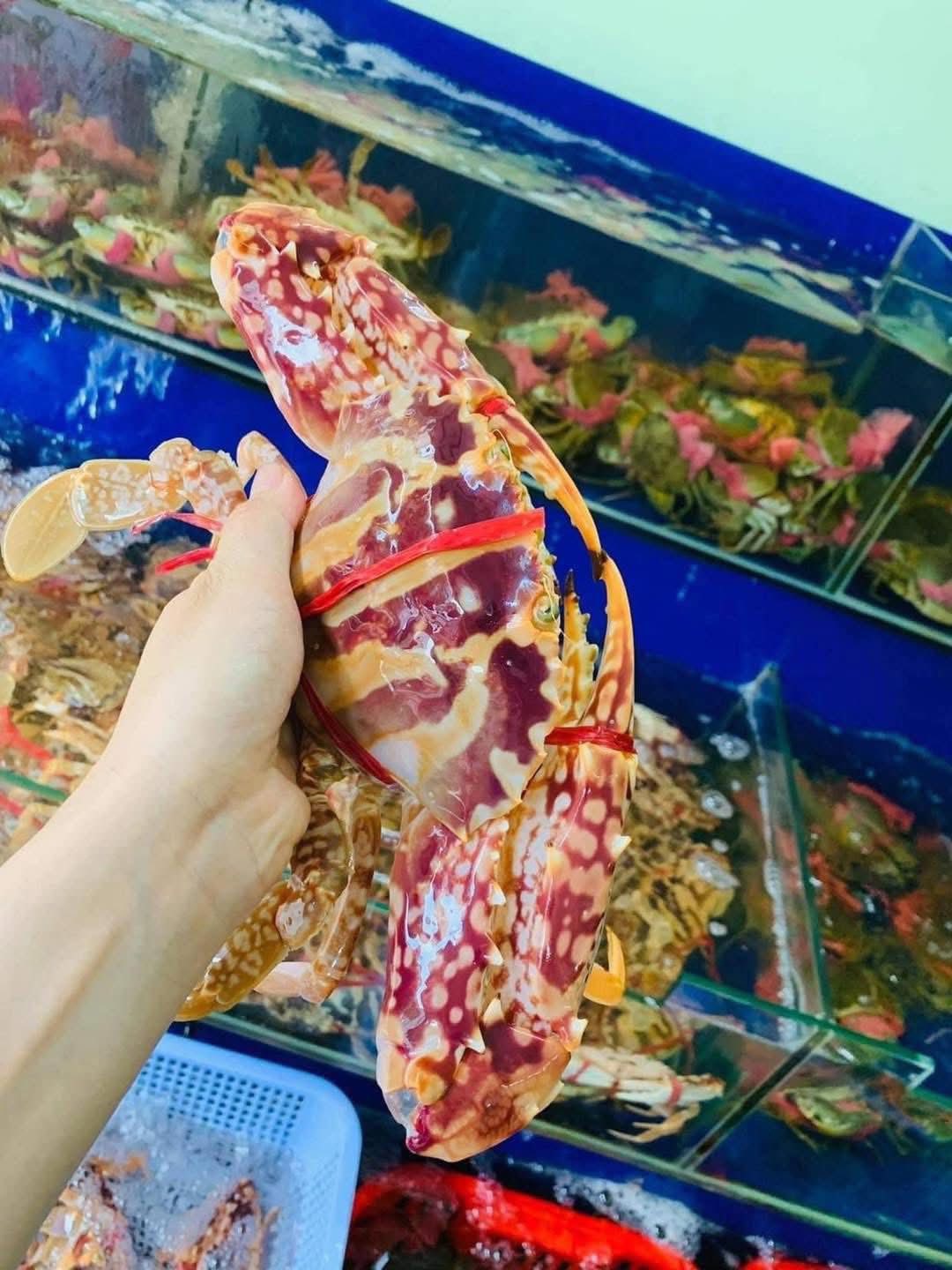 ghẹ đỏ sống size 4-5 con kg