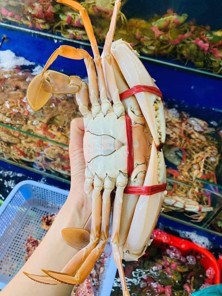 ghẹ đỏ sống chắc thịt