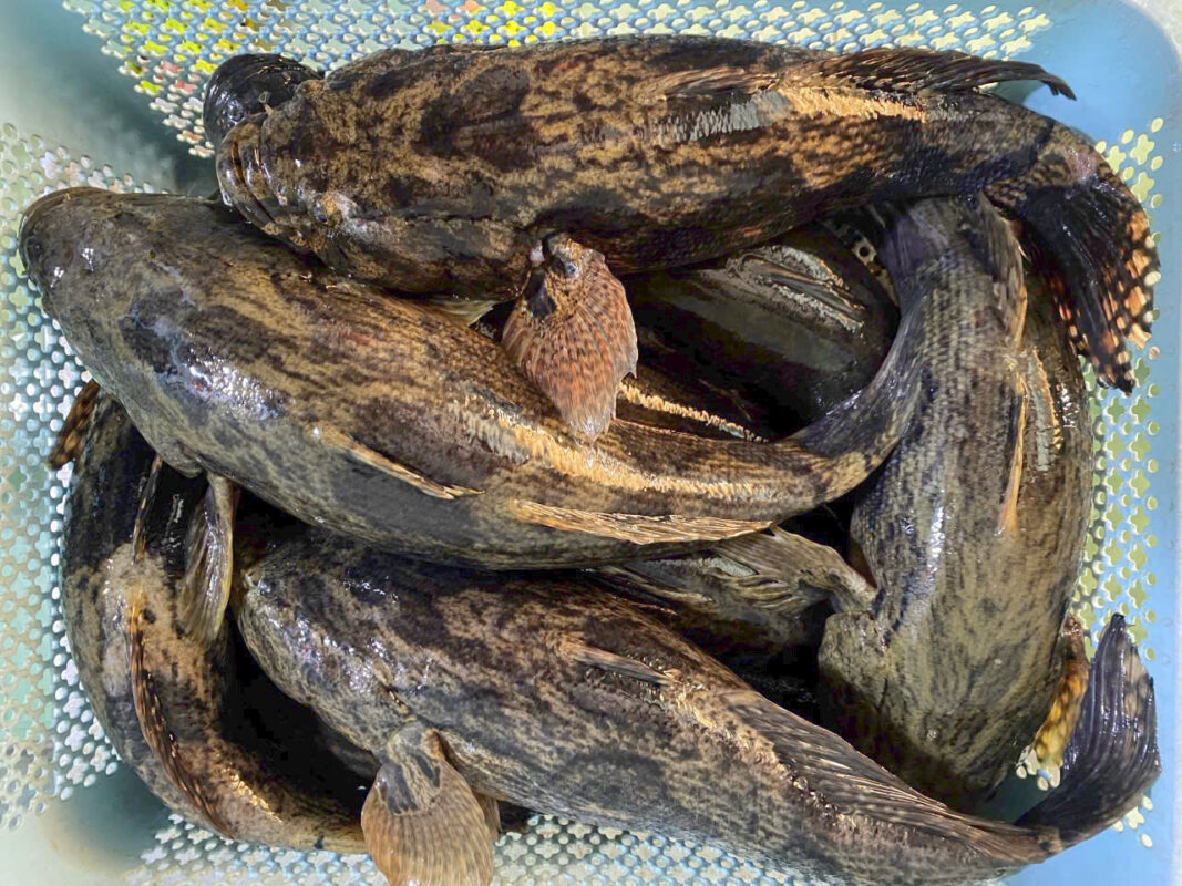 cá bống tượng thiên nhiên đã làm sạch