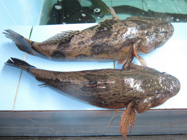 cá bống tượng thịt chắc ngon