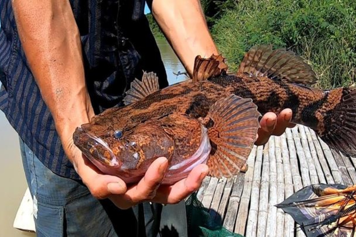 cá bống tượng giao sỉ vifood