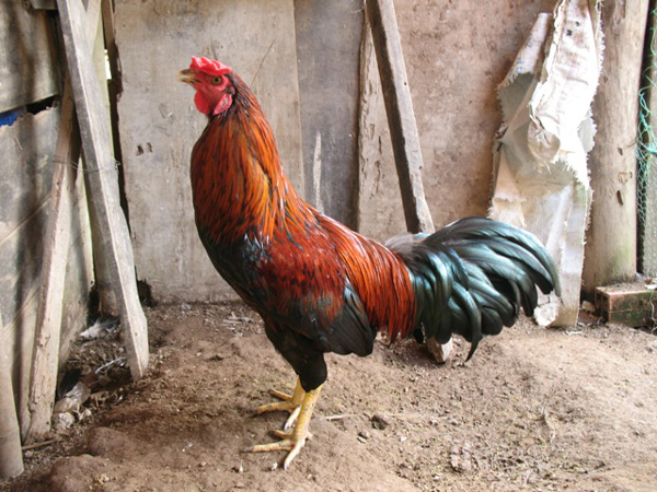 gà lai chọi gà trống còn sống