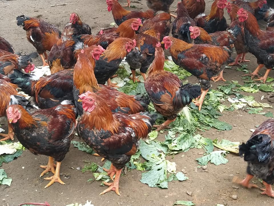 gà lai chọi giao sỉ vifood