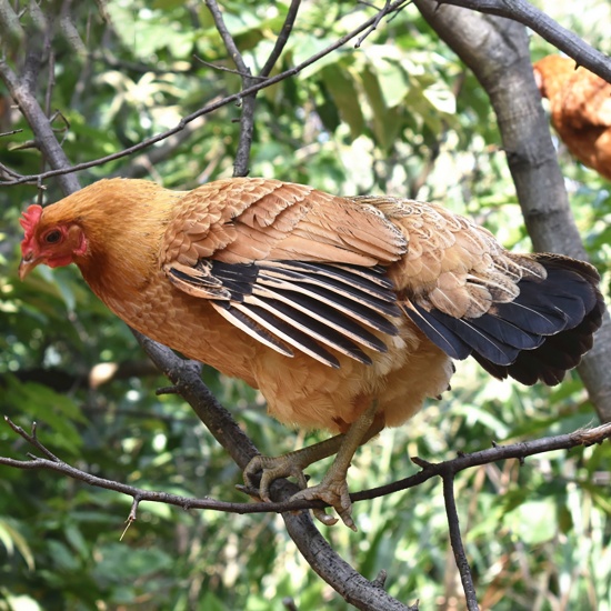 gà ta leo cây gà mái còn sống