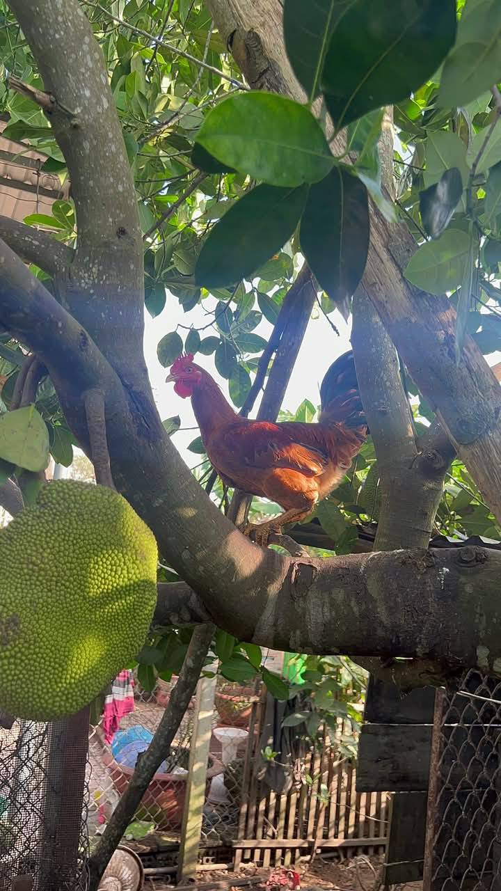 gà ta leo cây giao sỉ vifood