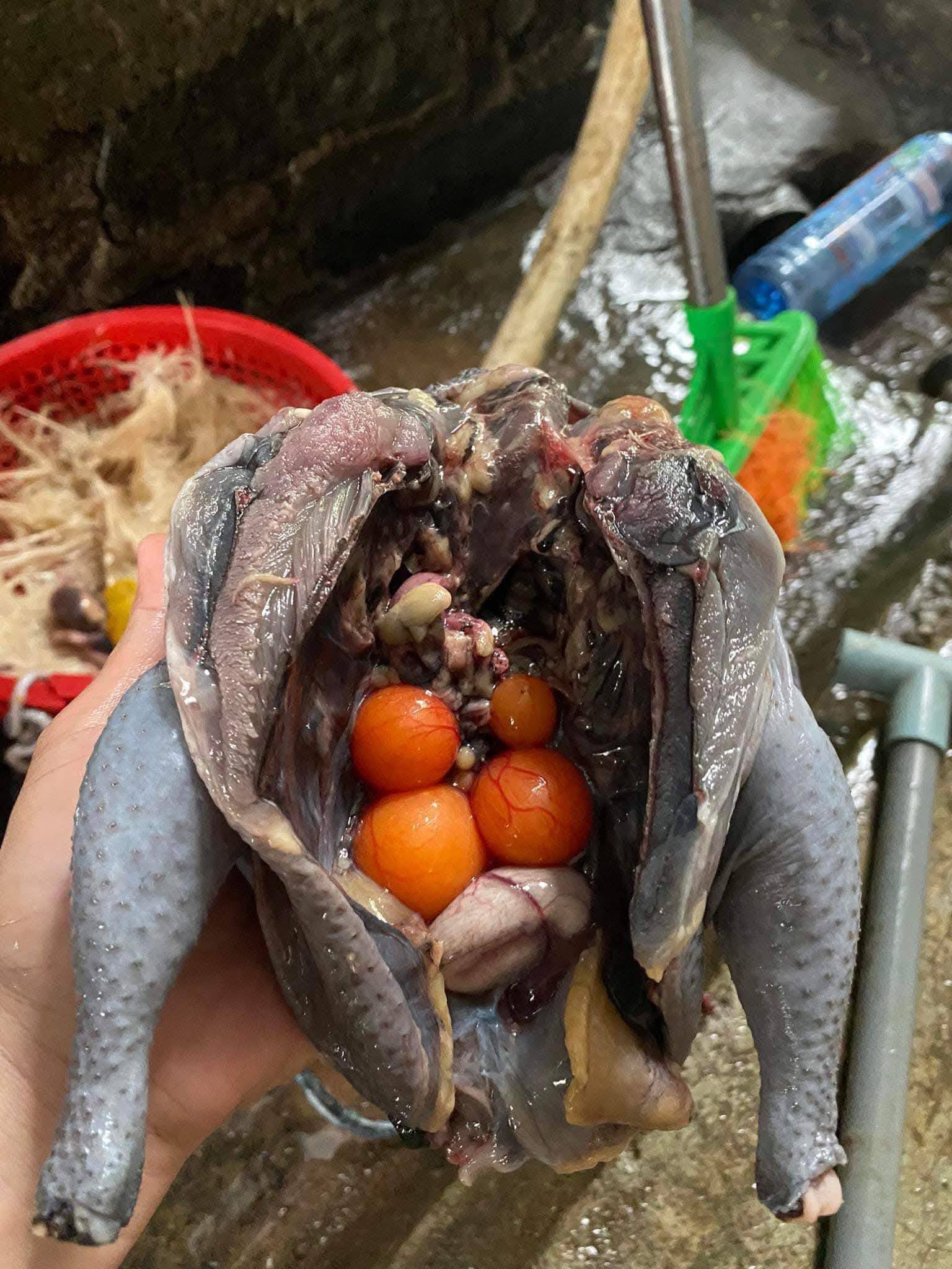 gà ác tươi sống size 500-700gr