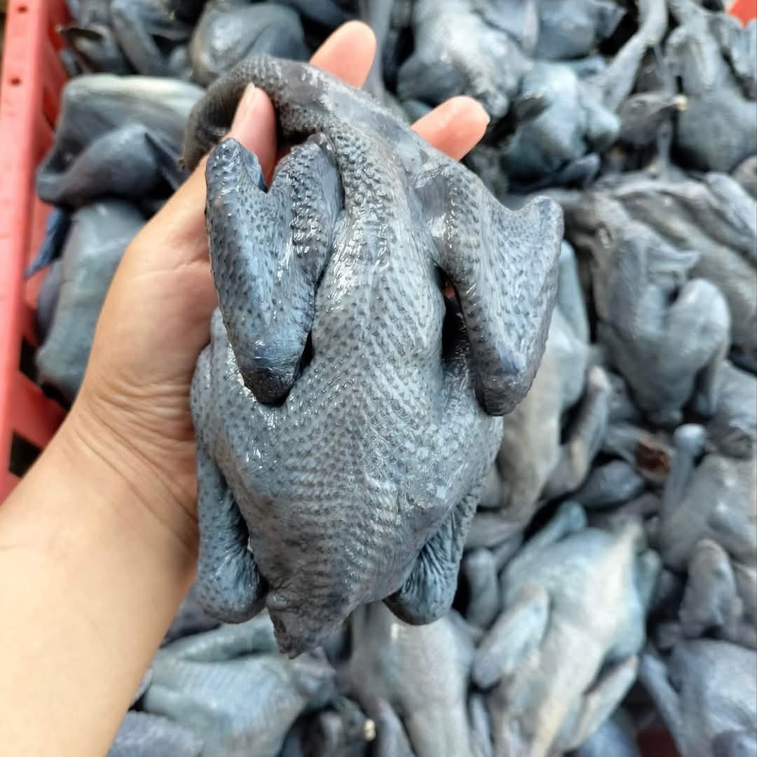 gà ác sống khỏe