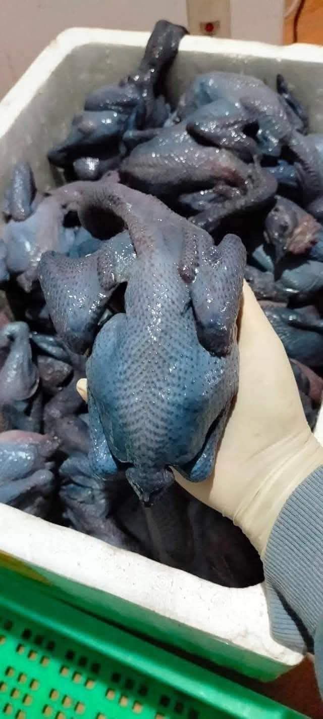 gà ác giao sỉ vifood