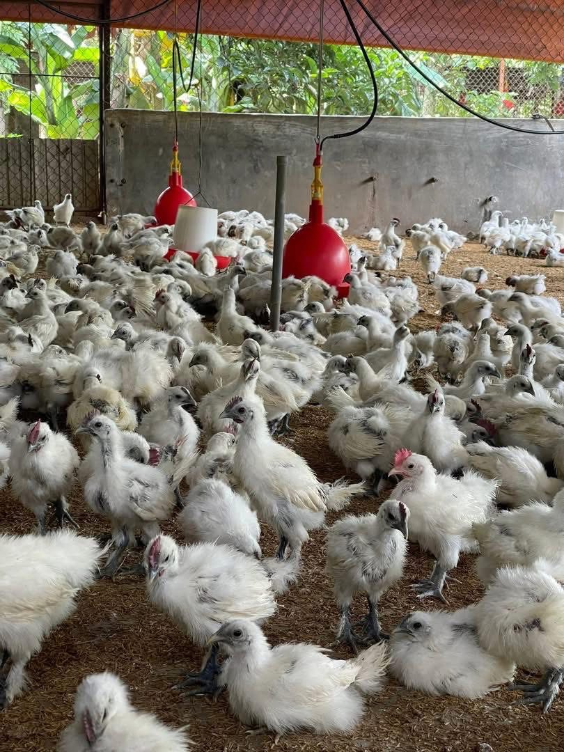 gà ác tươi sống size 300-400gr