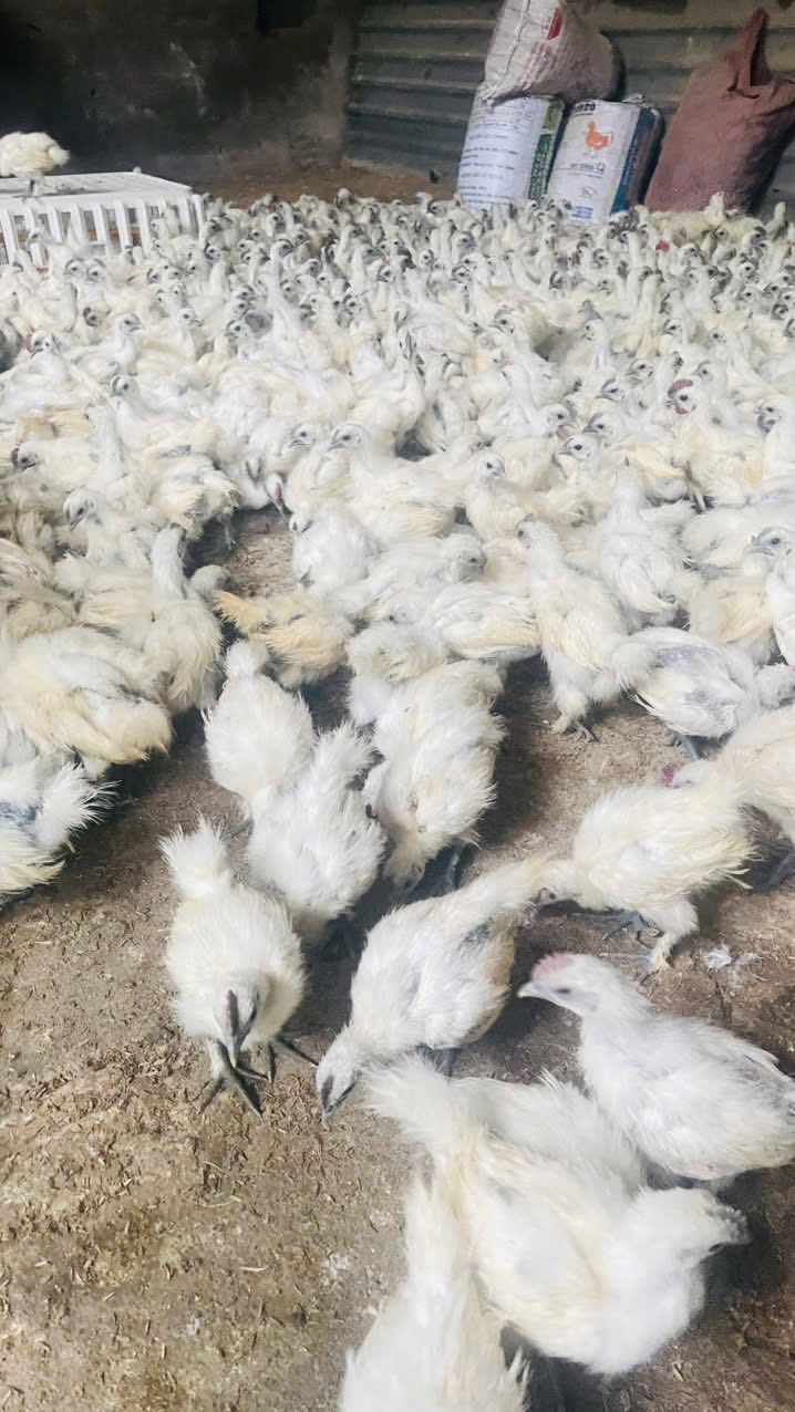 gà ác non tươi sống