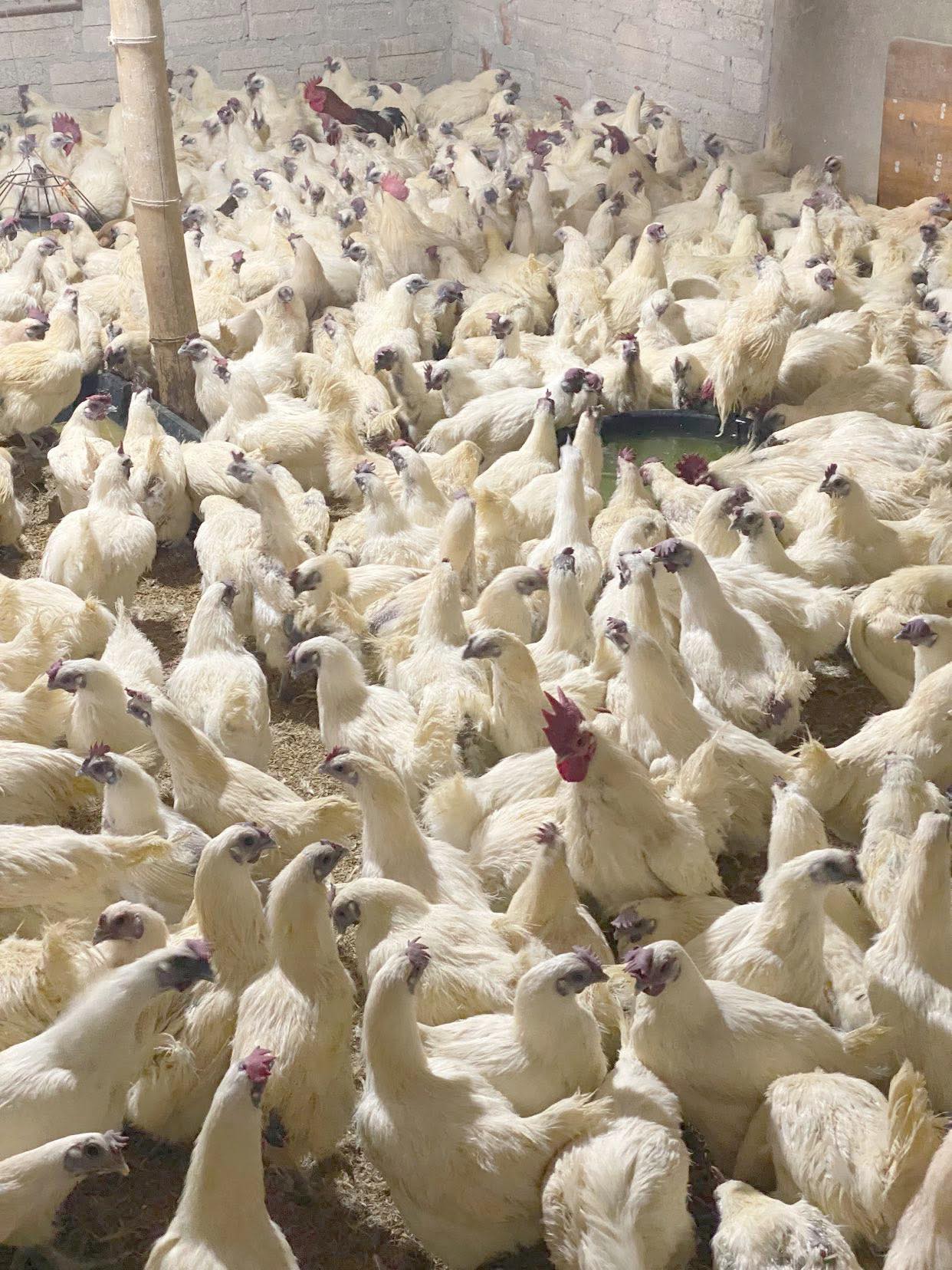 gà ác size nhỏ giao sỉ vifood