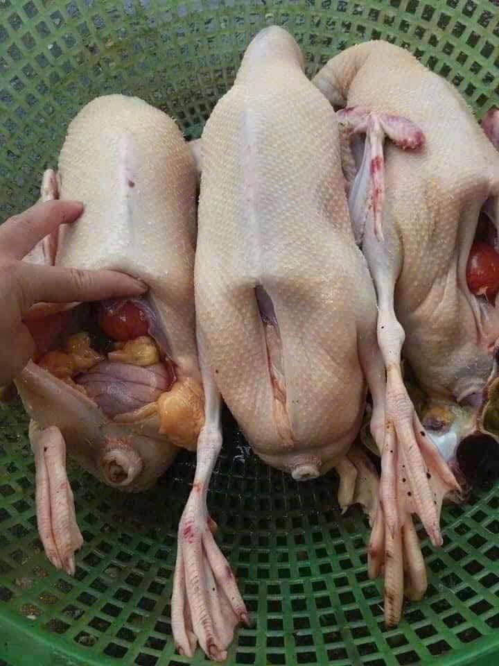 vịt cỏ vịt đồng tươi sống