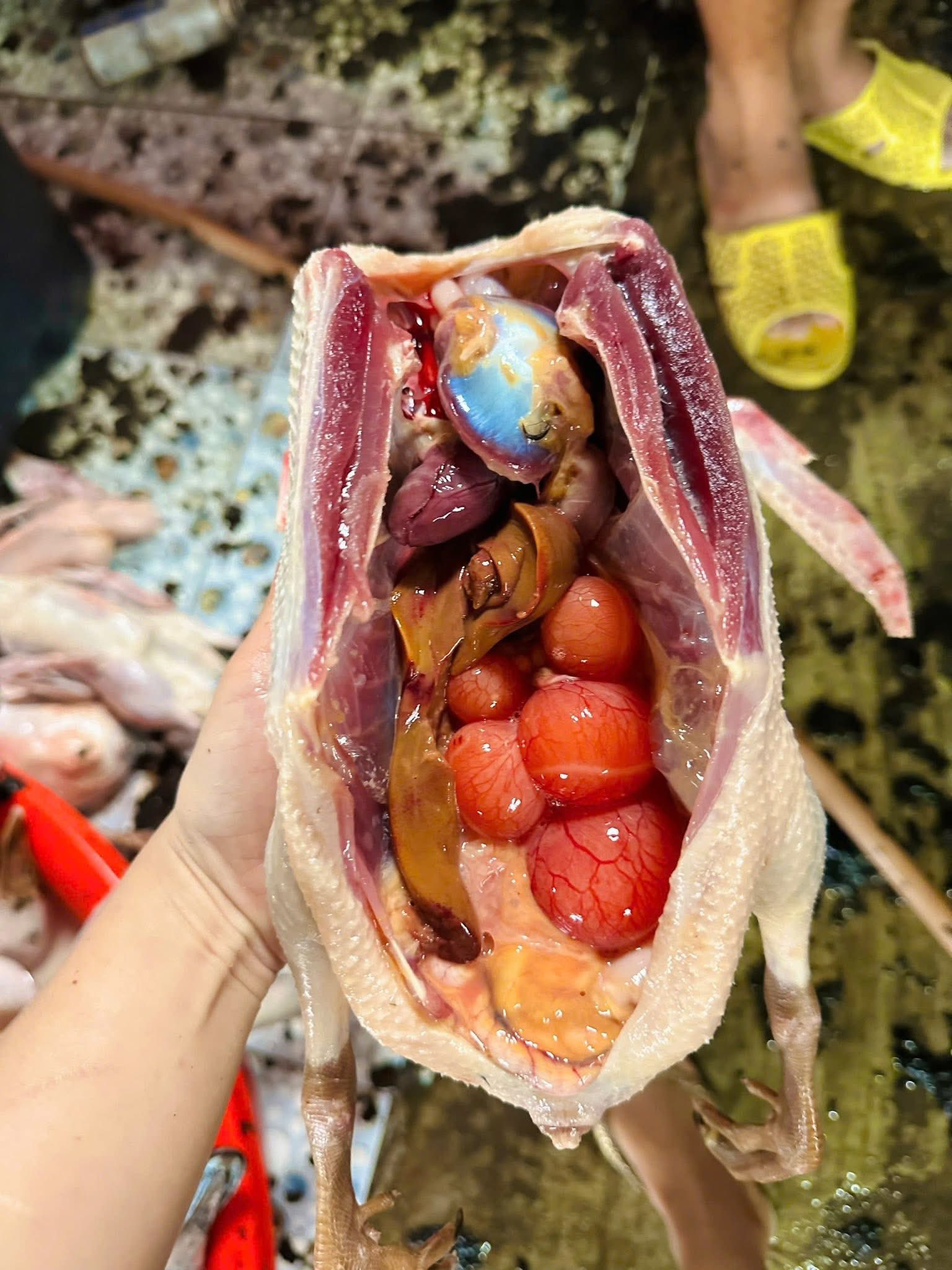 vịt cỏ nuôi tự nhiên