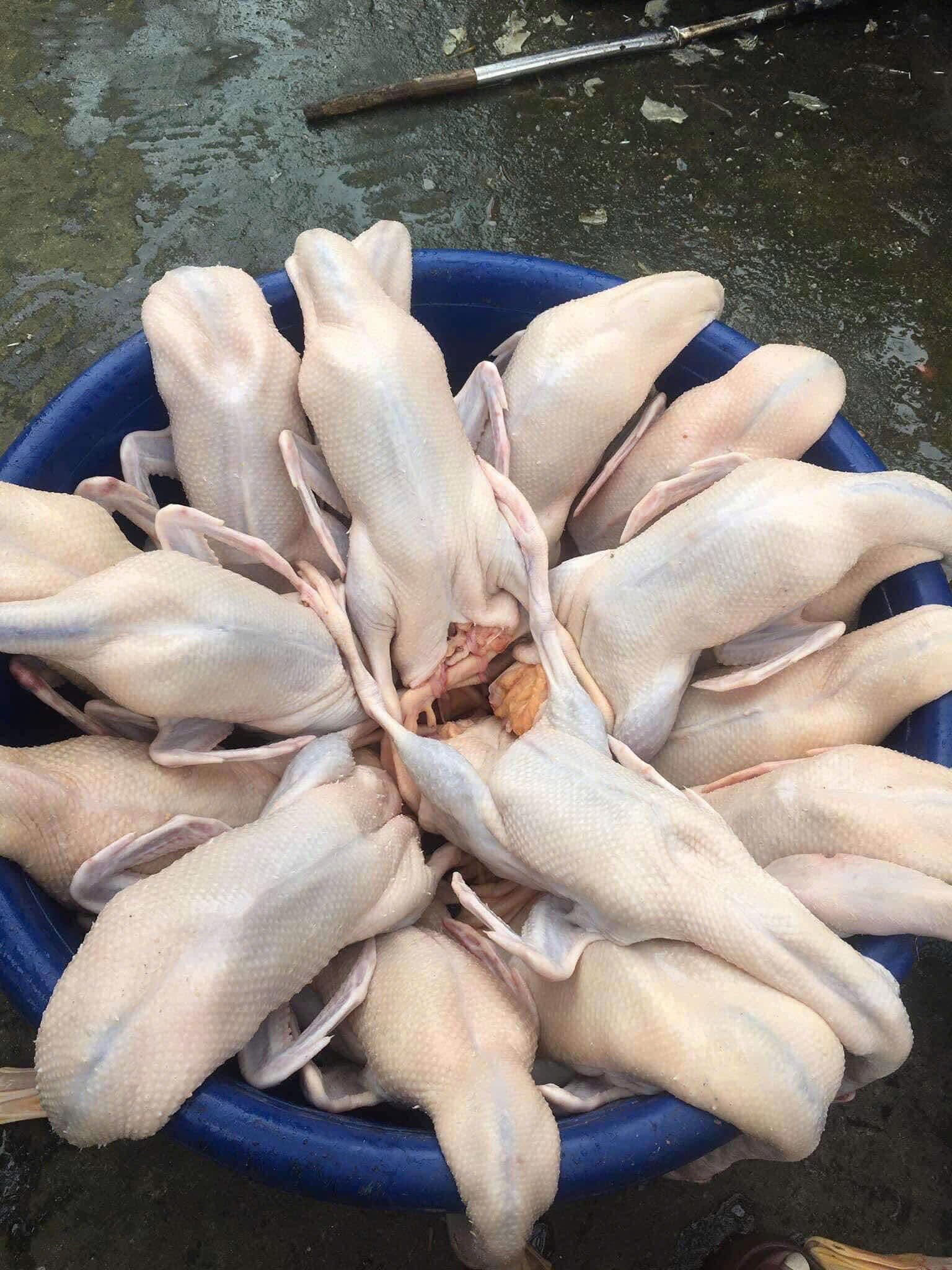 vịt cỏ giao sỉ vifood