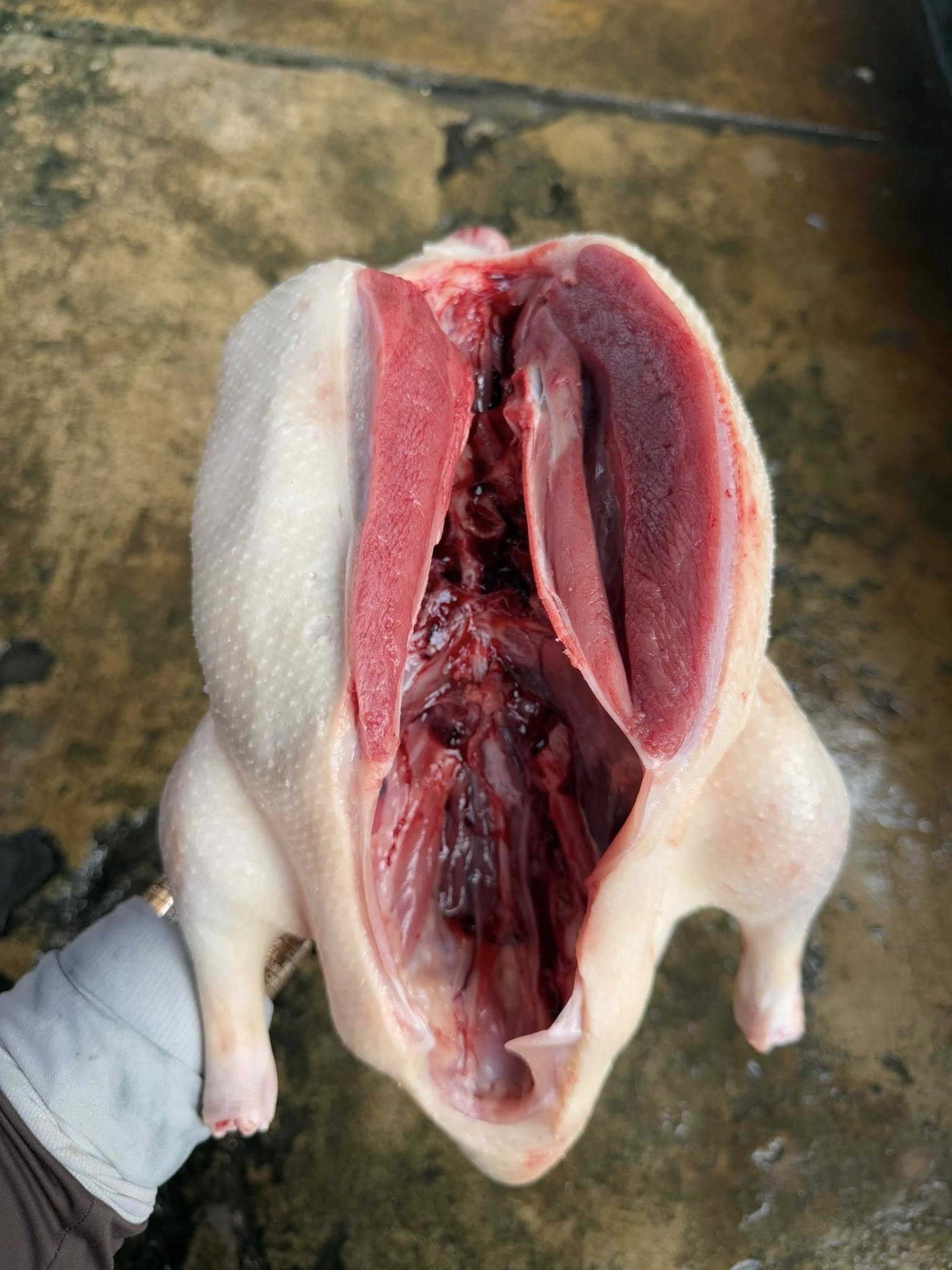 bọng vịt giao sỉ vifood