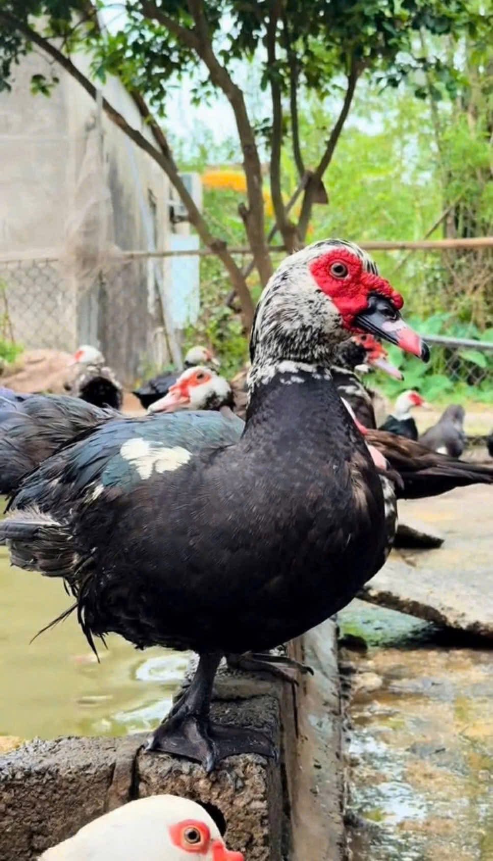 vịt bầu nuôi tự nhiên