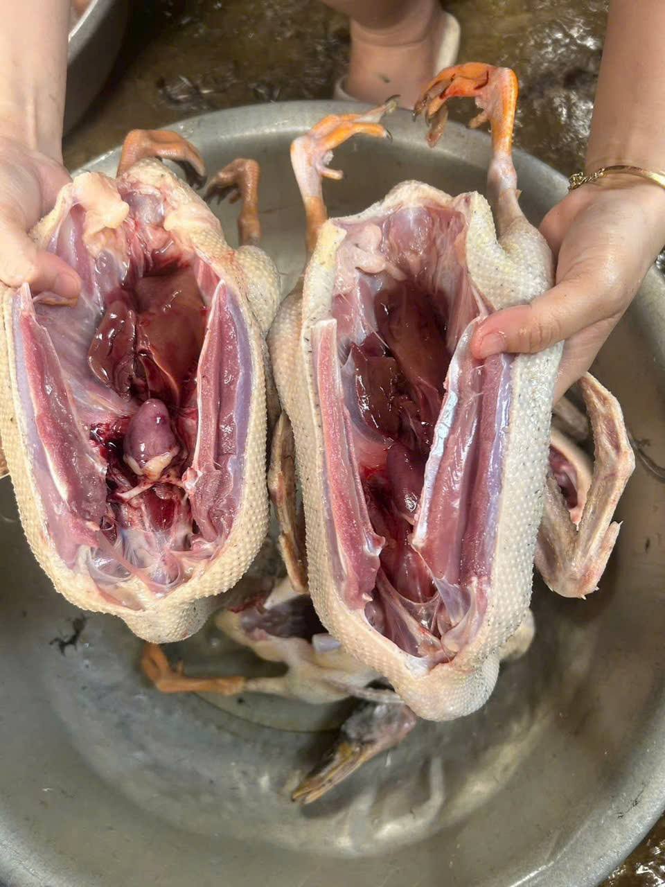 vịt trời giao sỉ vifood