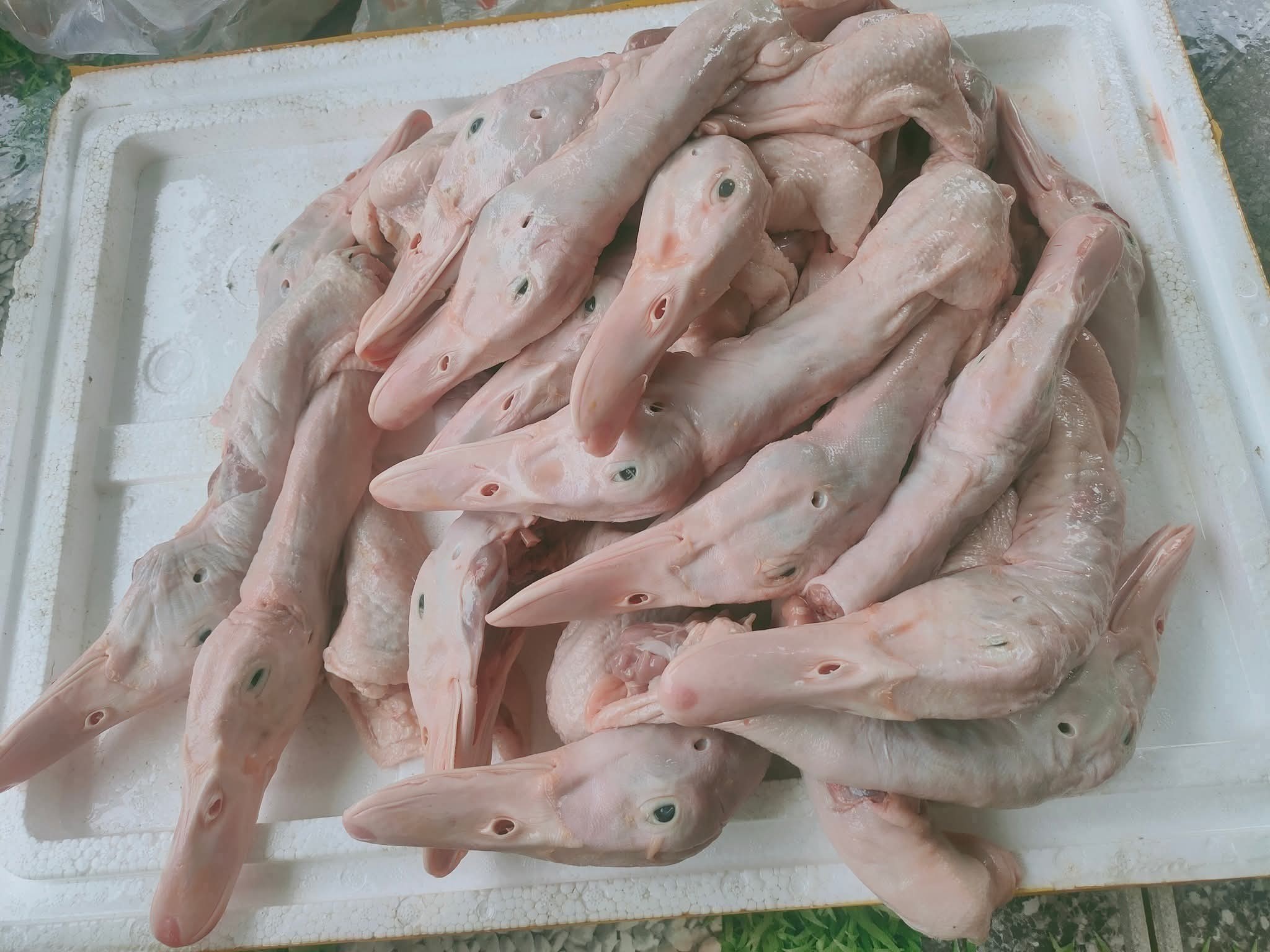 đầu cổ vịt tươi