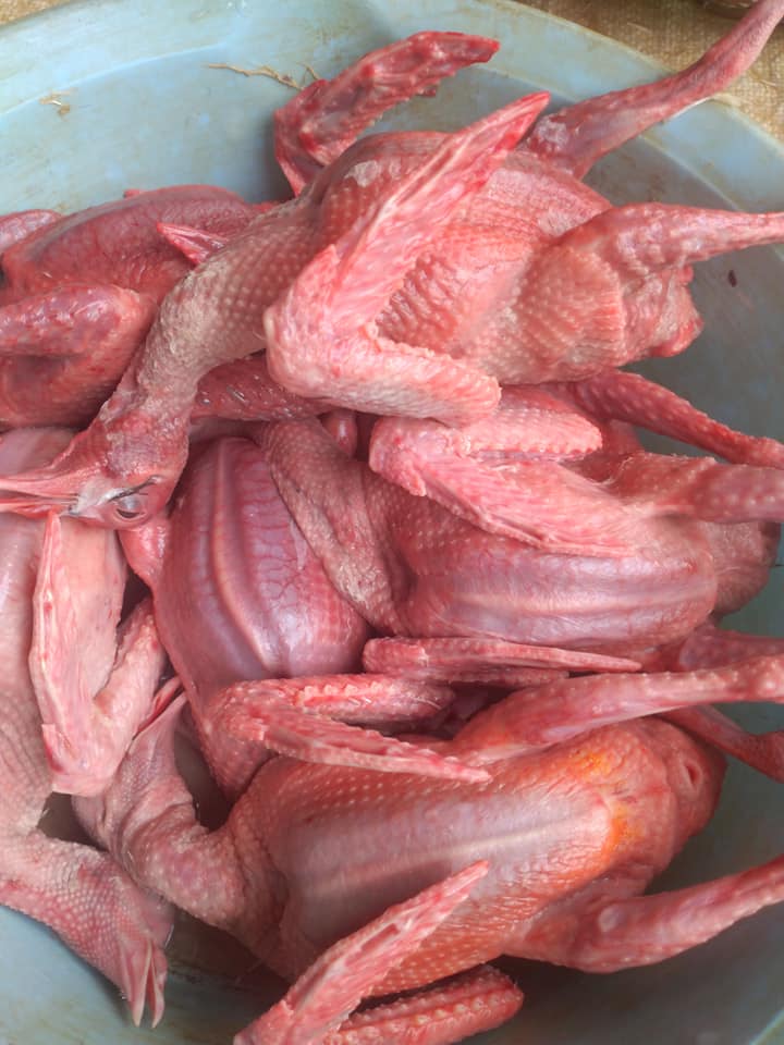 chim bồ câu ta giao sỉ vifood