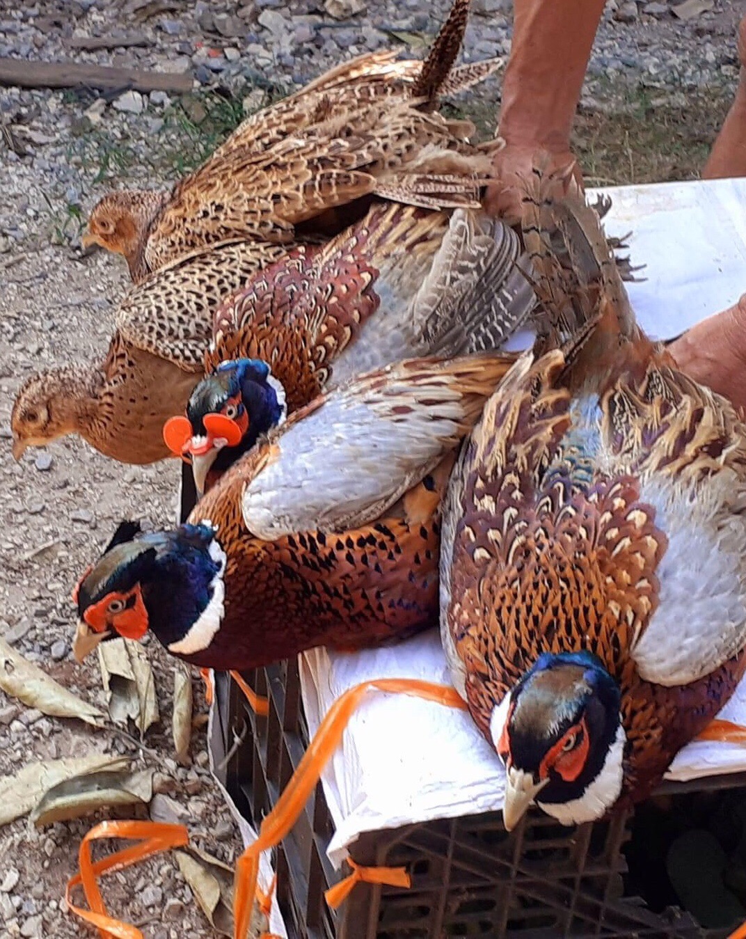 chim trĩ đỏ size lớn