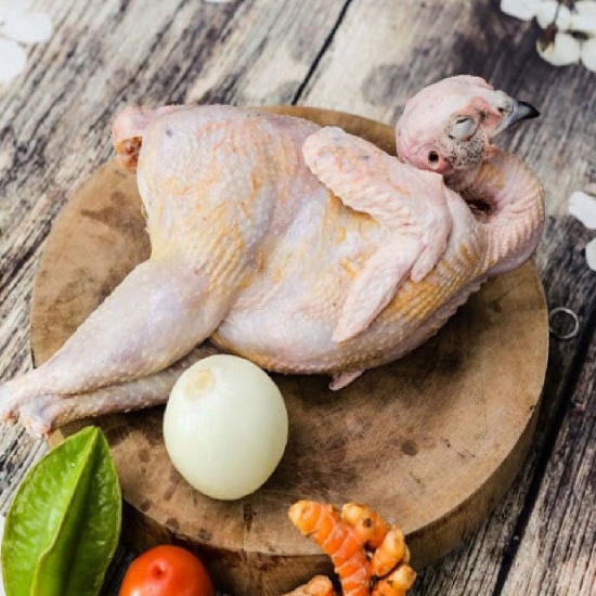 chim trĩ đỏ giao sỉ vifood