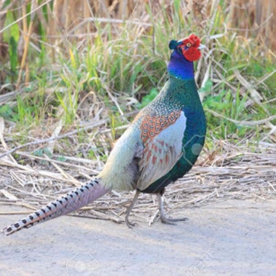 chim trĩ xanh còn sống