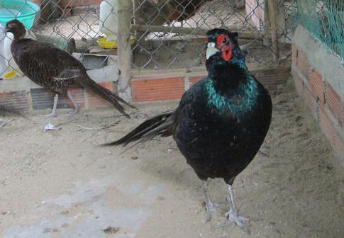 chim trĩ xanh size 1kg