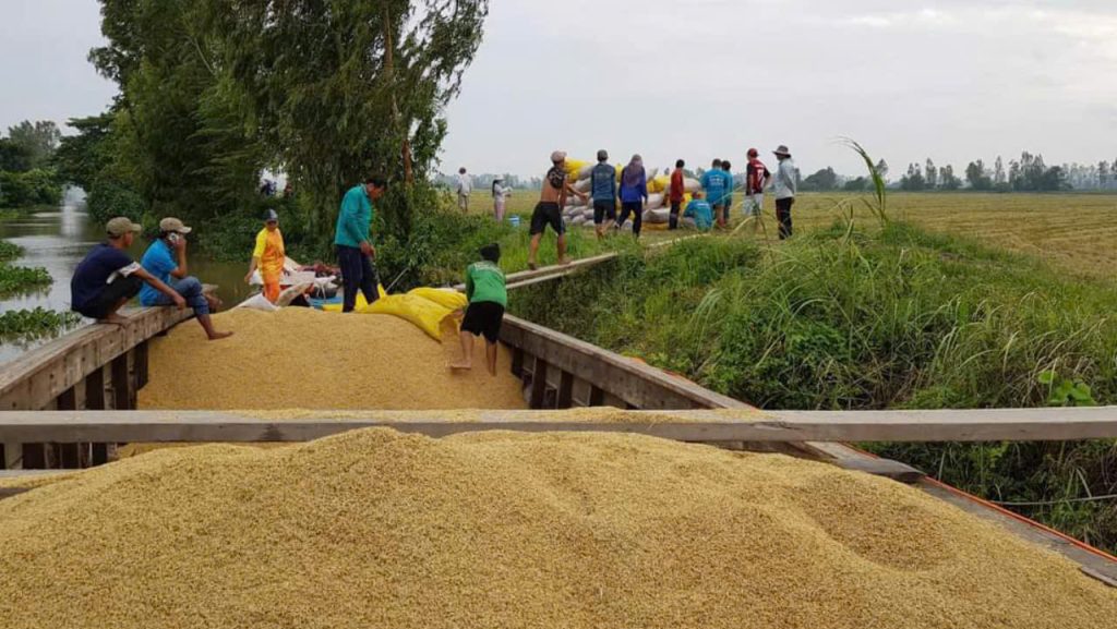 gạo tài nguyên chợ đào hạt dài