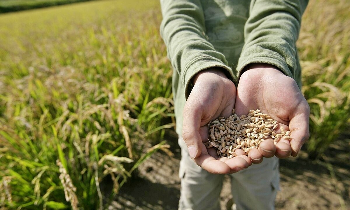 bao gạo 64 dứa giá sỉ