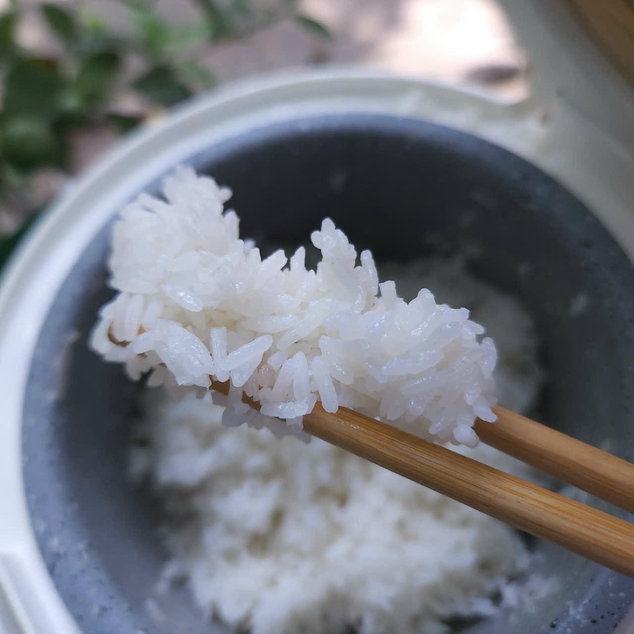 suất ăn dùng gạo hương lài