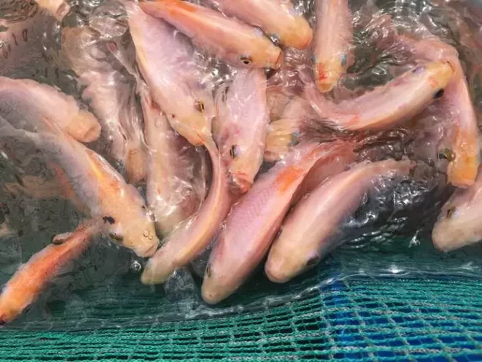 cá diêu hồng sống 1-1.5kg