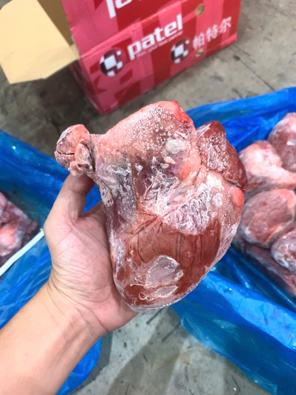 tim heo đông lạnh patel tây ban nha