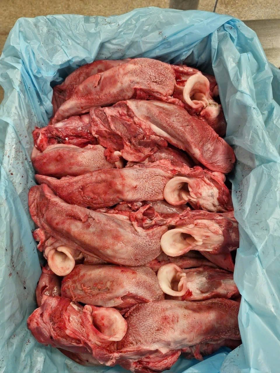 lưỡi heo đông lạnh fribin tây ban nha