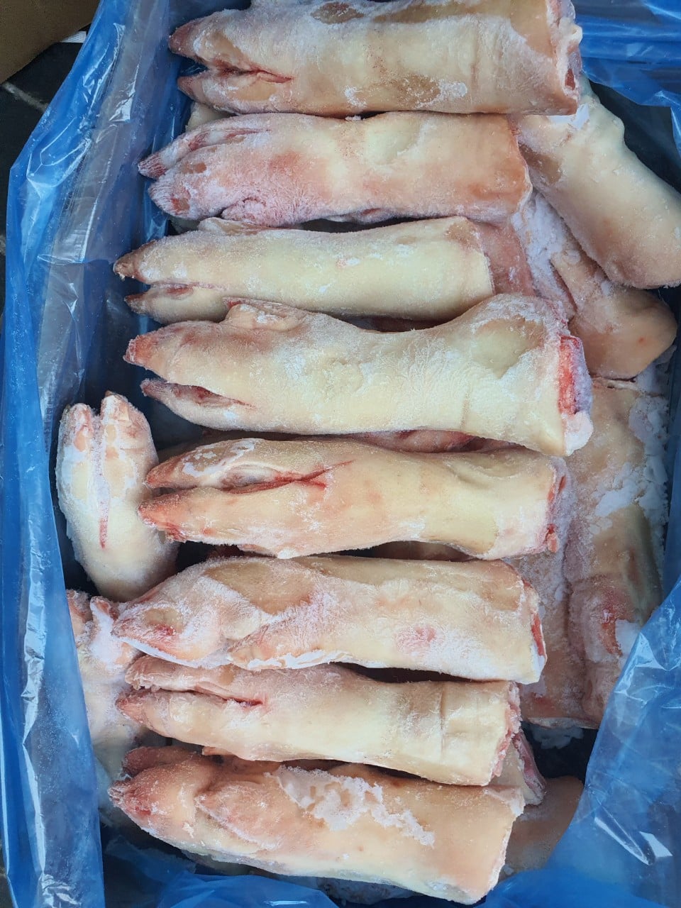 dựng heo alegra giá sỉ