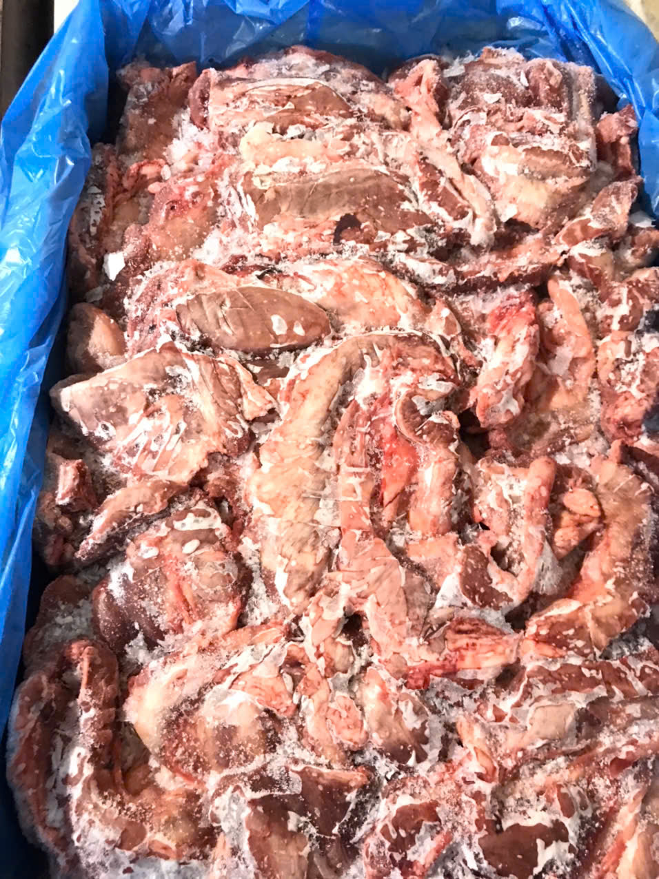 chẳng dừng heo đông lạnh tây ban nha