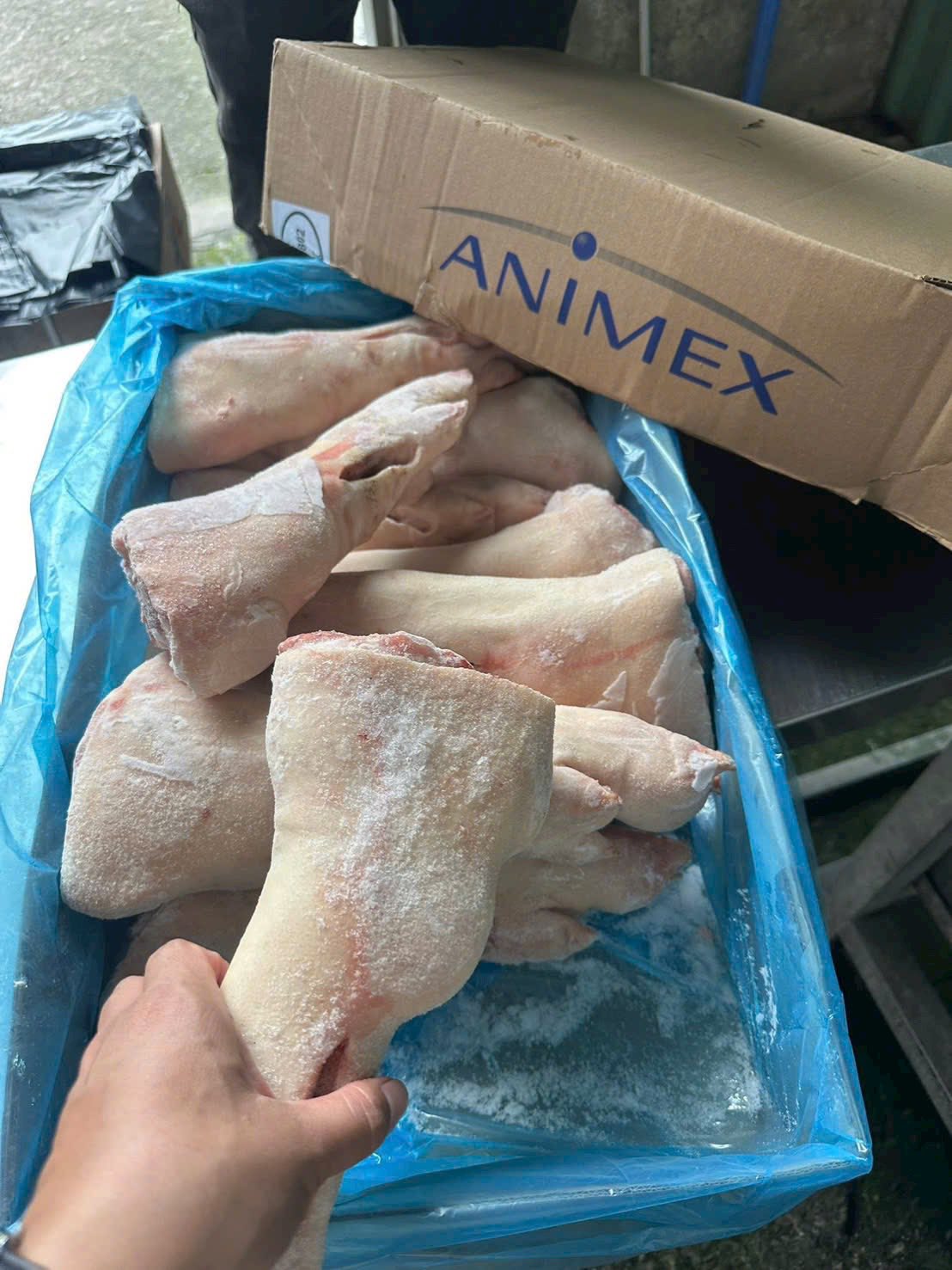 dựng heo sau animex ba lan