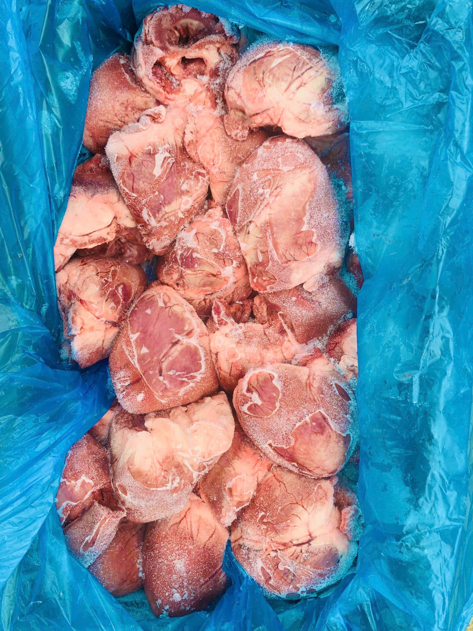 tim heo pps tây ban nha