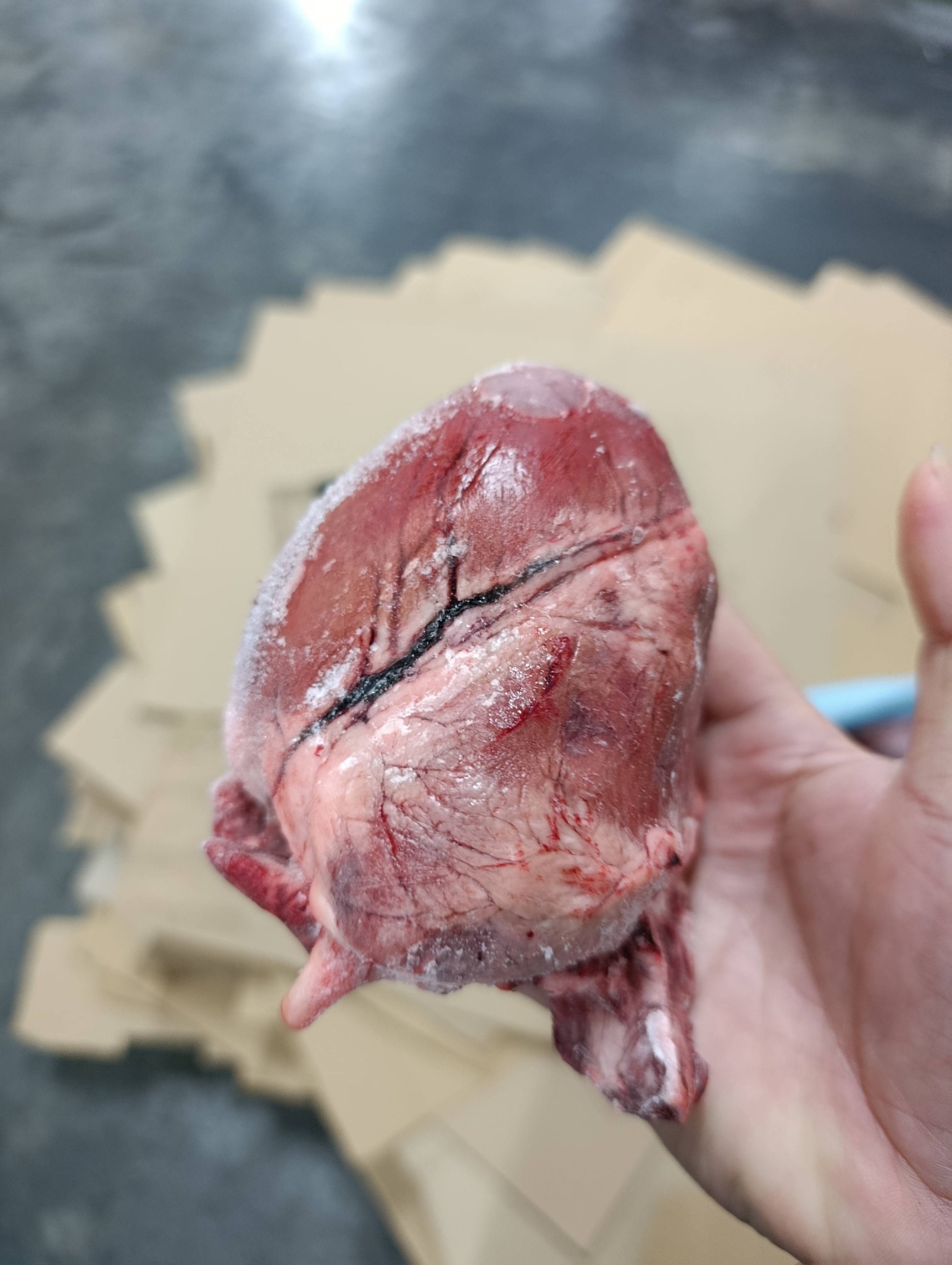 tim heo đông lạnh nhập khẩu úc