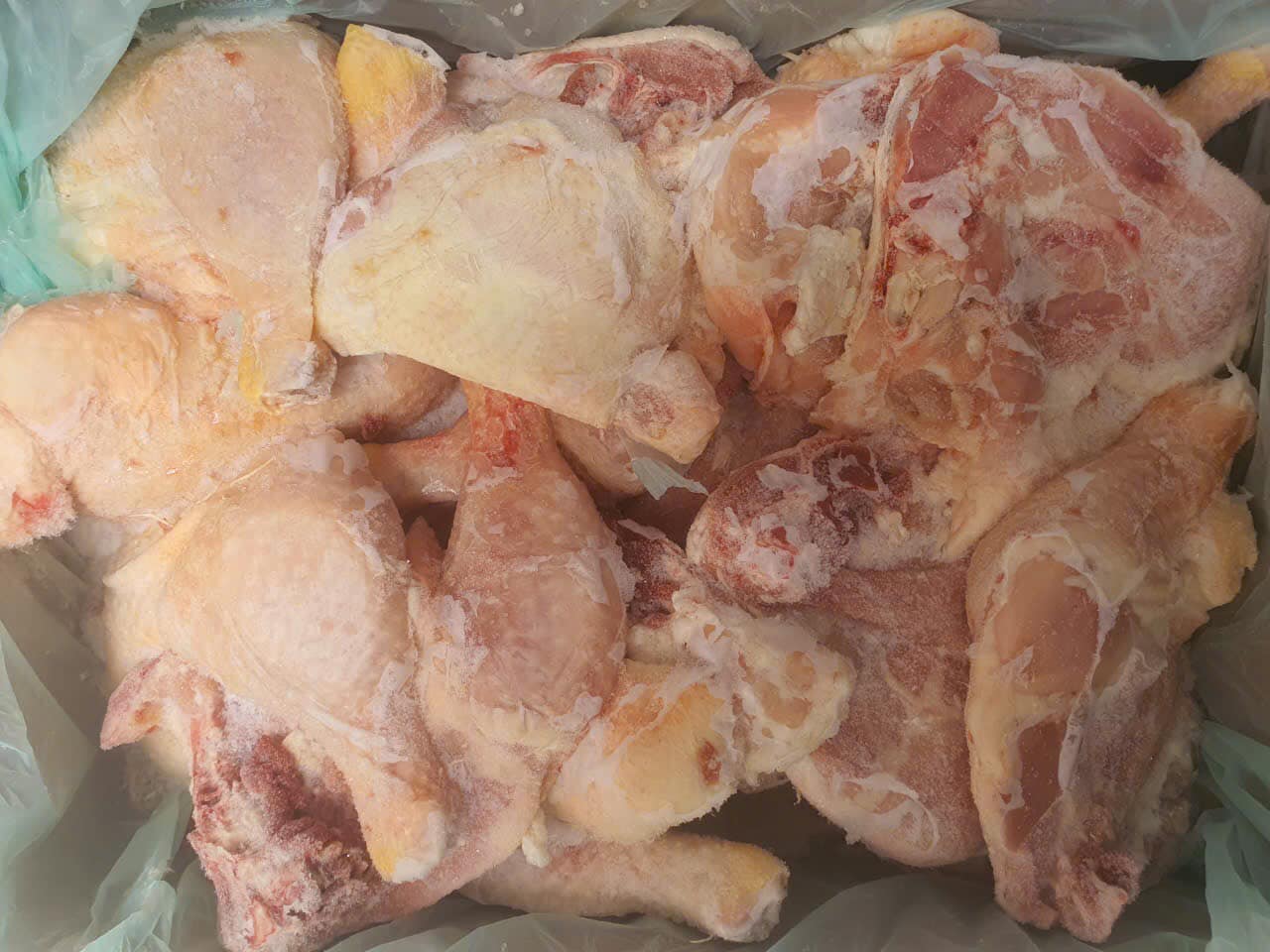 ga goc tu dong lanh my