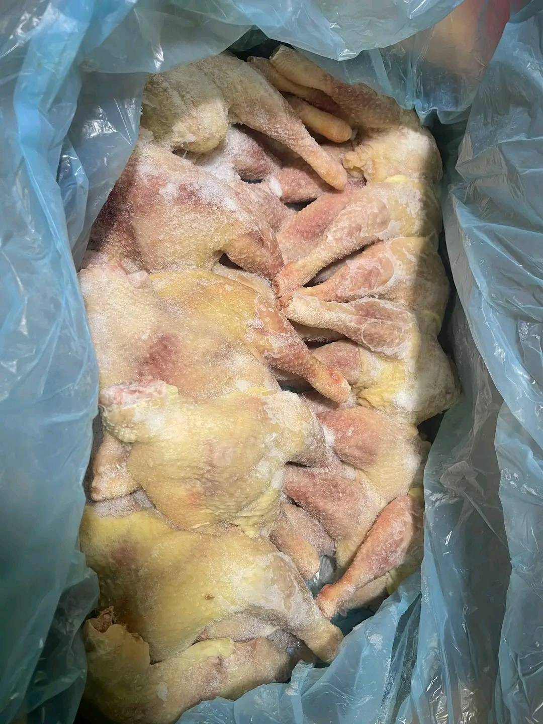 đùi gà mái singgreen